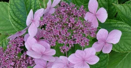 Lila farbende Blume (Hortensie, Foto: Botanischer Garten)