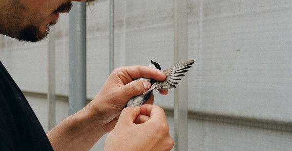 Blood sampling for the identification of blood parasites (e.g. avian malaria) from a house martin (Delichon urbicum)
