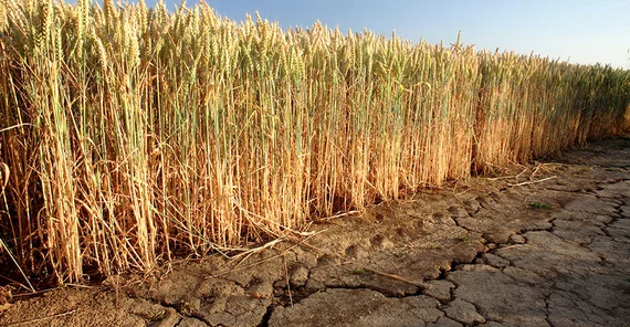 Ein Feld mit sehr trockenem Boden. Das Foto ist von AdobeStock/vom.