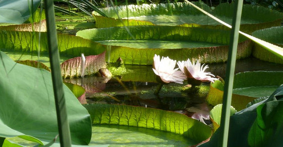 große Seerosenblätter auf einem Teiuch, dazwischen eine rosafarbene Blüte