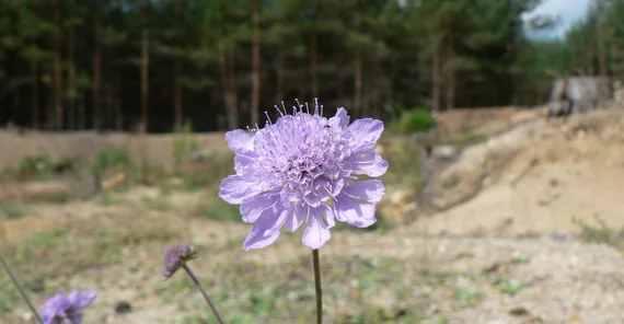 Graue Skabiose Scabiosa canescens in einer märkischen sonnigen und sandigen Landschaft zu sehen. Kiefernwald im Hintergrund.