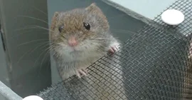 Rötelmaus lernt einen Ausweg (Foto V. Mazza)