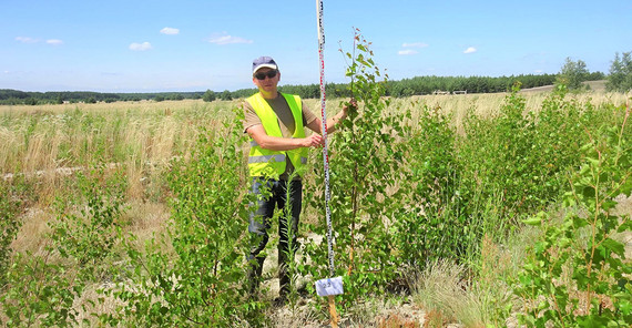 Birken wachsen auf behandeltem Boden in der Lausitz Birken wachsen auf behandeltem Boden in der Lausitz