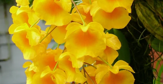 Foto: Orchideen (Botanischer Garten)