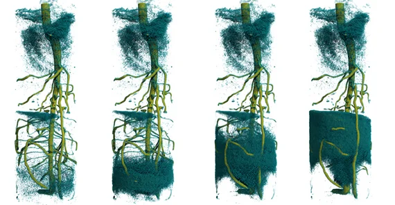 Foto: Zeitaufgelöste 3D-Neutronentomographie zeigt den Wasseraufstieg im Wurzelsystem einer Lupinenpflanze nach der Injektion von deuteriertem Wasser. Foto: Dr. Christian Tötzke.