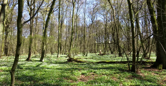 Wald | Foto: Dr. Thilo Heinken