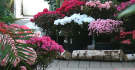 Azaleenausstellung, Foto: Botanischer Garten