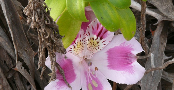 Foto: Anden-Kolibri, Bronzekugelkaktus, Inkalilie. Fotos: Michael Burkart Foto: Anden-Kolibri, Bronzekugelkaktus, Inkalilie. Fotos: Michael Burkart