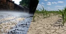 Collage aus einem Bild, das Starkregen zeigt, und einem, das ein ausgetrocknetes Feld abbildet