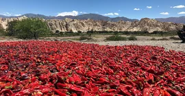 Getrocknete Paprikas. Foto: Manfred Strecker.