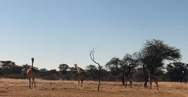 Giraffen in der Savanne