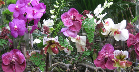 Orchideen