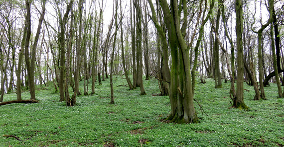 Wald | Foto: Dr. Thilo Heinken