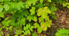 Abundant young stands of sycamore (Acer pseudoplatanus) – in this case alongside Norway maple (Acer platanoides)
