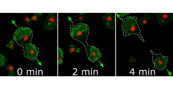 Videomikroskopie einer Zellteilung durch Proteinwellen Mikrsokopische Aufnahme einer Zellteilung | Foto: Dr. Sven Flemming (modifiziert entnommen aus Flemming et al., 2020, PNAS