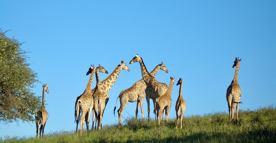 Giraffen in der afrikanischen Savanne