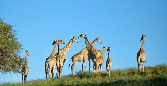 Giraffes in the african savannah