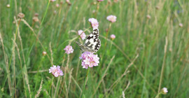 Gewöhnliche Grasnelke in einer Wiese