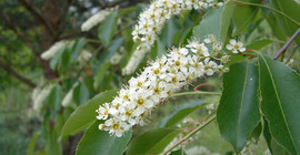 Späte Traubenkirsche / Foto: Uwe Starfinger