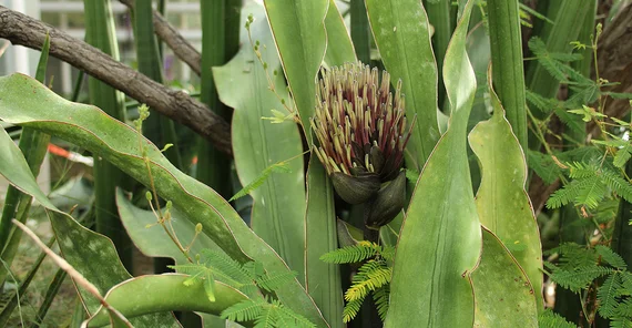 Sansevieria in den Gewächshäusern des Botanischen Gartens.