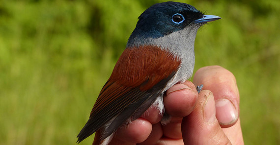 Mascarene paradise flycatcher. | Photo: Christophe Thebaud Mascarene paradise flycatcher. | Photo: Christophe Thebaud