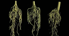 Maize roots. Photo: Dr. Christian Tötzke.