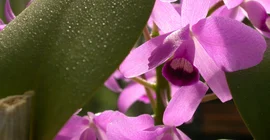 Foto einer lila farbenden Orchidee. Foto: Botanischer Garten.