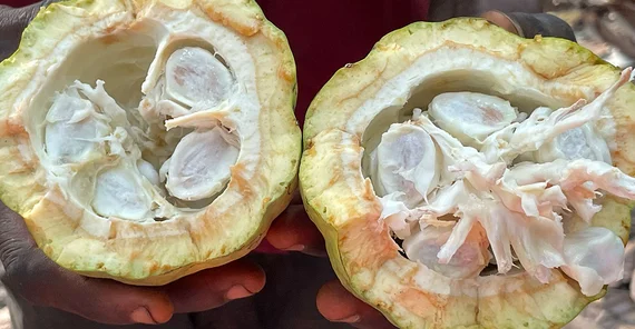 The inside of a freshly harvested cocoa fruit