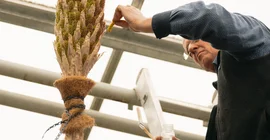 Bestäubung der Blüte des Stachellosen Rauschopf im Botanischen Garten der Universität Potsdam. Das Foto hat Kevin Ryl aufgenommen.