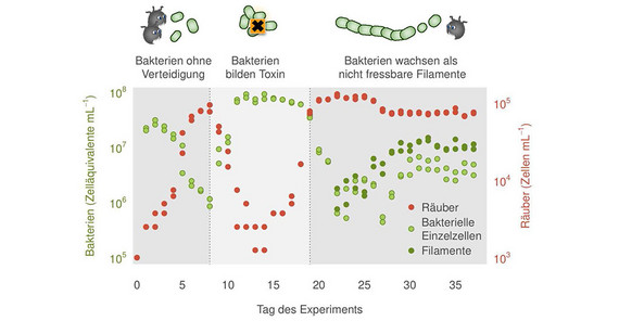 „Die drei Phasen der außergewöhnlichen Dynamik: (1) Fraß der ungeschützten Bakterien durch Räuber, (2) Toxinbildung als kooperative Verteidigung und Erholung der Bakterienpopulation und (3) Filamentbildung als individuelle Verteidigung durch Evolution und Stabilisierung der Dichten.“