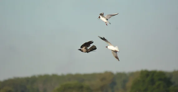 Eine Nebelkrähe wird von zwei Lachmöwen in der Luft gejagt.