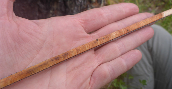 Aus einem Baum entnommener Bohrkern | Foto: Dr. Sara Savi