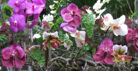 Foto: Orchideen_Botanischer Garten