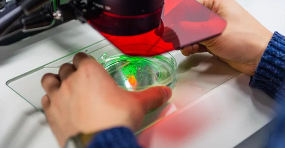 Zebrafischembryos unter dem Mikroskop | Foto: Kevin Ryl