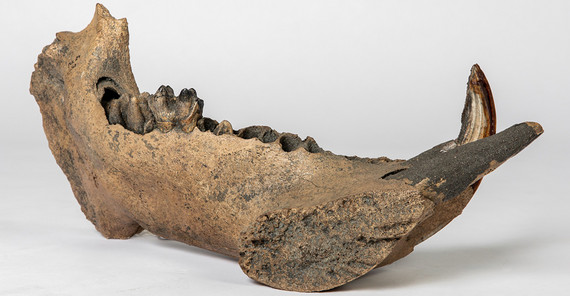 Foto eines Flusspferdunterkieferfragments