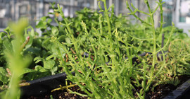 Halophyten IGZ Biooekonomie | Foto: Susanne Baldermann