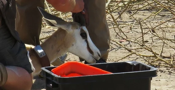 Springbock wird mit einem Senderhalsband ausgestattet.