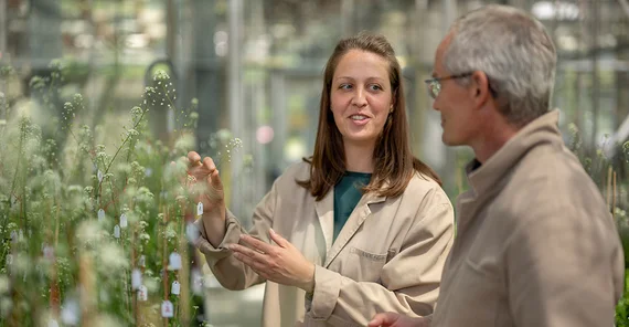 Dr. Anika Küken im Versuchsgewächshaus mit Hirtentäschelkrautpflanzen, das auf einem Tisch wächst.