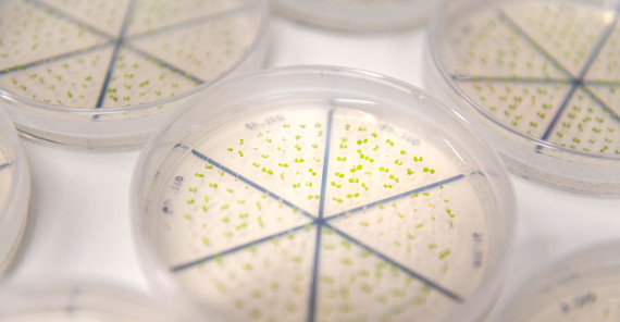 Thale cress seedlings, Arabidopsis thaliana. | Photo: Thomas Roese Thale cress seedlings, Arabidopsis thaliana. | Photo: Thomas Roese