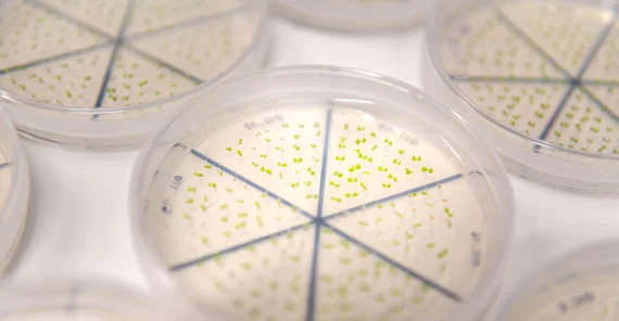 Thale cress seedlings, Arabidopsis thaliana. | Photo: Thomas Roese