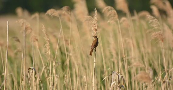 Ein Vogel aus der Familie der Schwirle im Uferbewuchs.