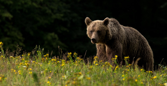 Braunbären tragen Erbgut des ausgestorbenen Höhlenbären in sich. Foto: Lajos Berde