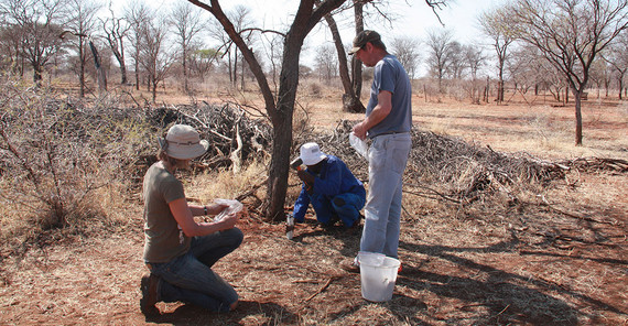 Potsdamer Forschende der Arbeitsgruppen von Prof. Dr. Anja Linstädter und Prof. Dr. Florian Jeltsch vom Institut für Biochemie und Biologie haben zu der globale Studie ihre Felddaten aus Trockengebieten in Südafrika und Namibia beigesteuert.
