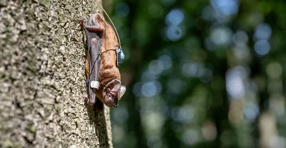 Großer Abendsegler (Fledermausart) mit miniaturisiertem Sender kopfüber an einem Baum sitzend.