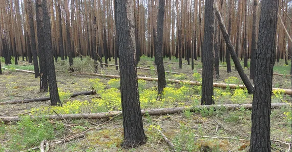2019 mit Frühlingsgreiskraut und Moosen | Foto: Dr. Thilo Heinken