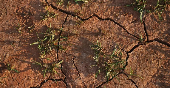 Dürreschäden in der Landwirtschaft nehmen zu.