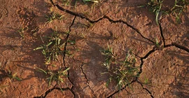 Dürreschäden in der Landwirtschaft nehmen zu.