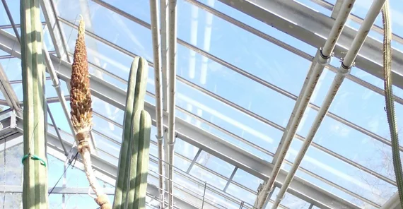 Auf dem Bild ist der Stachellose Rauschopf im Botanischen Garten der Universität Potsdam zu sehen. Das Foto hat Kevin Ryl aufgenommen.