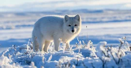 ein Polafuchs im Schnee