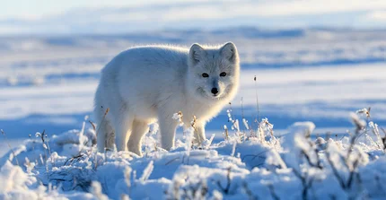 ein Polafuchs im Schnee
